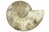 Cut & Polished Ammonite Fossil (Half) - Madagascar #223217-1